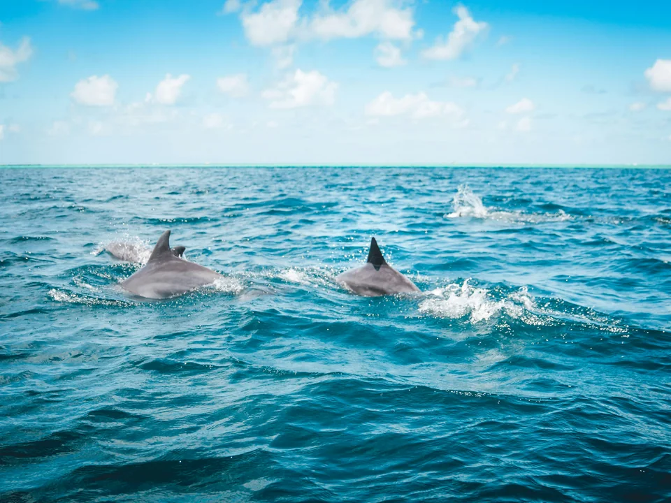 Dolphins swimming in the waters off Tenerife